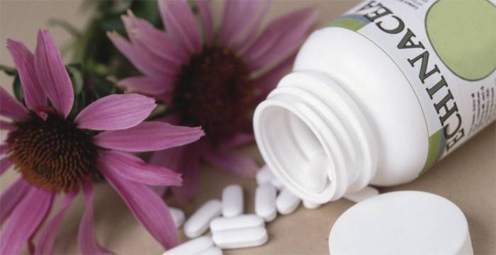 Echinacea na odporność
