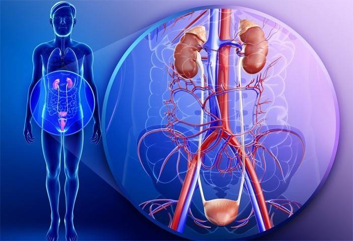 Anatomia masculina