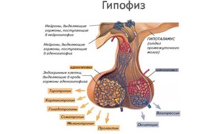 La estructura de la glándula pituitaria.