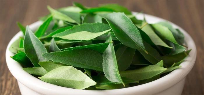 Hojas de laurel