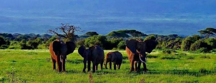 Bosque Nacional de Amboseli en Kenia