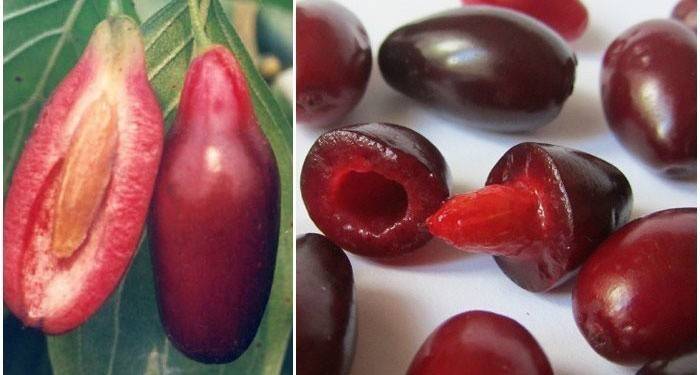 Dogwood frutas e ossos