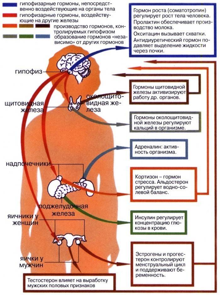 Las funciones de las hormonas pituitarias.