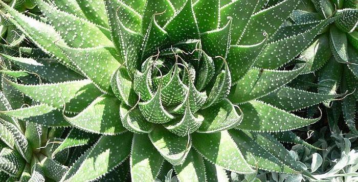 Aloe v maske na vlasy