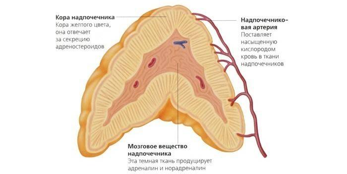 Corteza suprarrenal