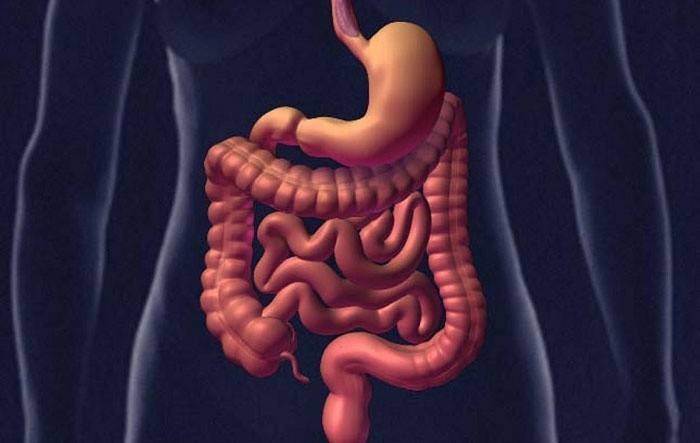 Štruktúra gastrointestinálneho traktu