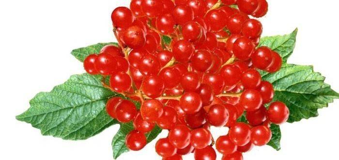 Bagas de viburnum vermelho