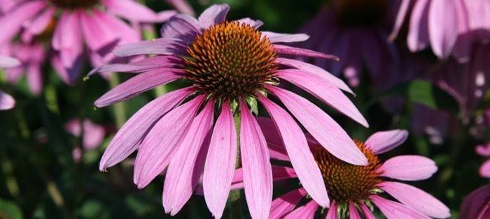 Echinacea purpurea w walce o odporność