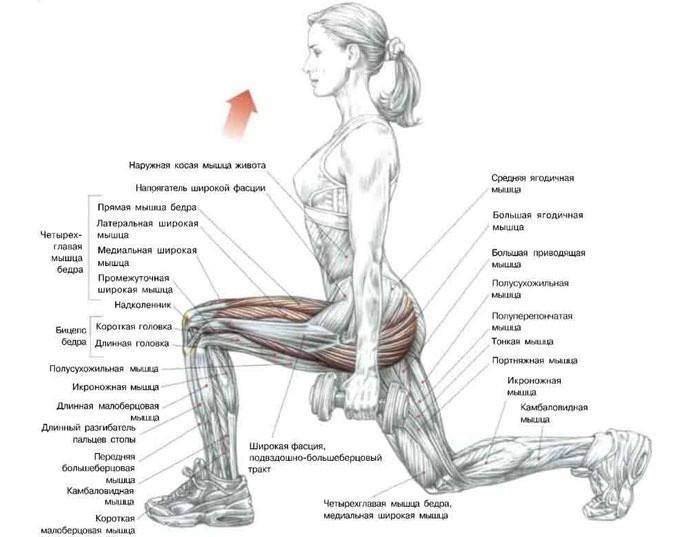 Činka Lunges