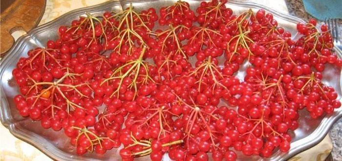 Viburno fresco