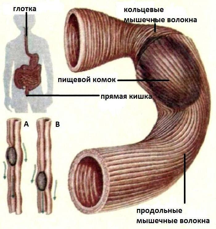Kontrakcia svalov hrubého čreva