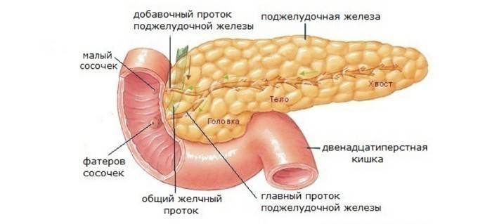 Anatomia trzustki