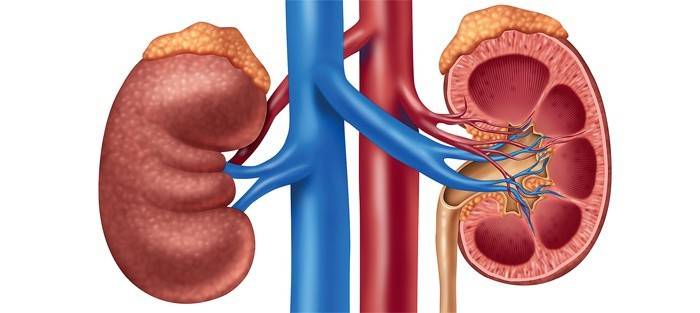 Estructura de la glándula suprarrenal