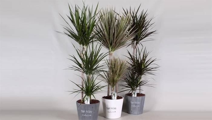 Črepníkové dracaena