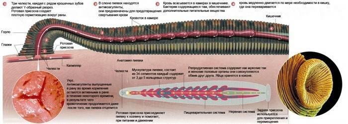 Anatómia pijavice