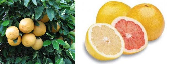 Como uma grapefruit amadurece