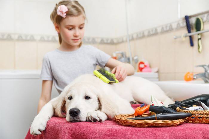 Chica peinando al perro con un furminador