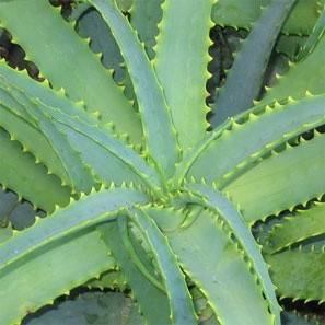 Aloes