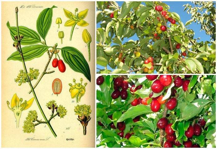 Processo de amadurecimento Dogwood