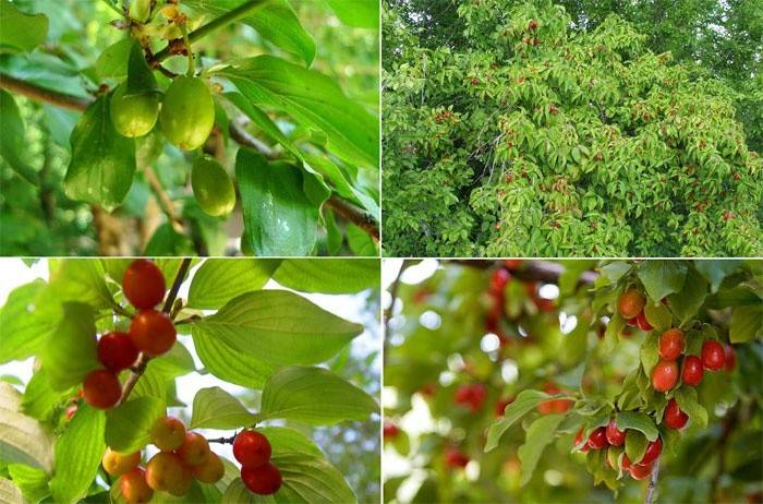 Dogwood de amadurecimento