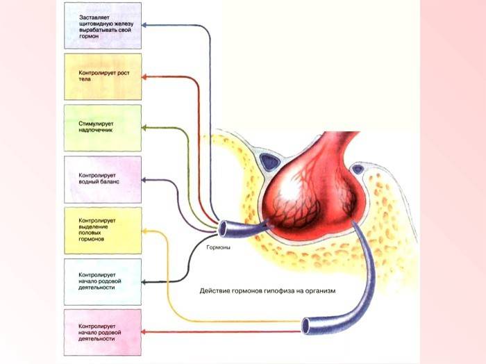 Hormonas de la glándula pituitaria.