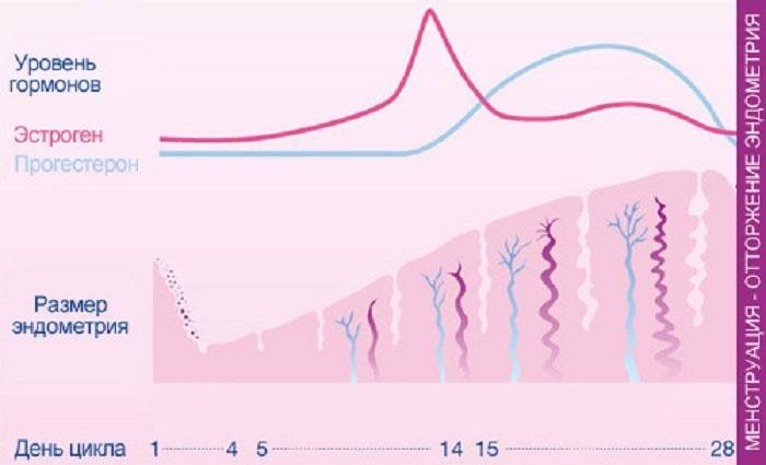 Sistema de ciclo menstrual