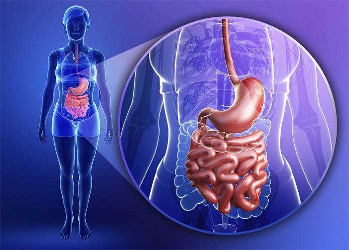 Diagrama del tracto gastrointestinal humano.