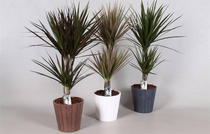 Dracaena Marginata