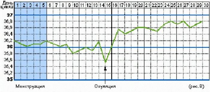 Na určenie ovulácie sme odčítali graf bazálnej teploty