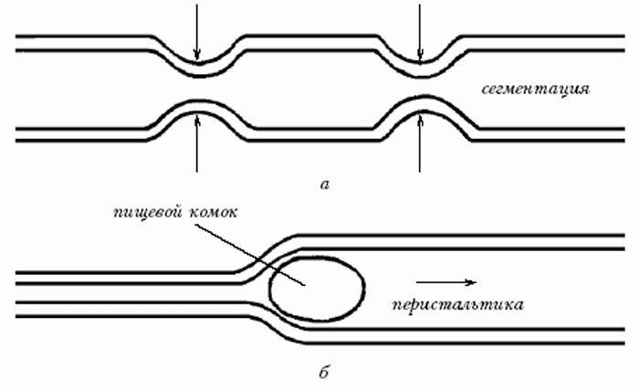Mechanizmus črevnej motility