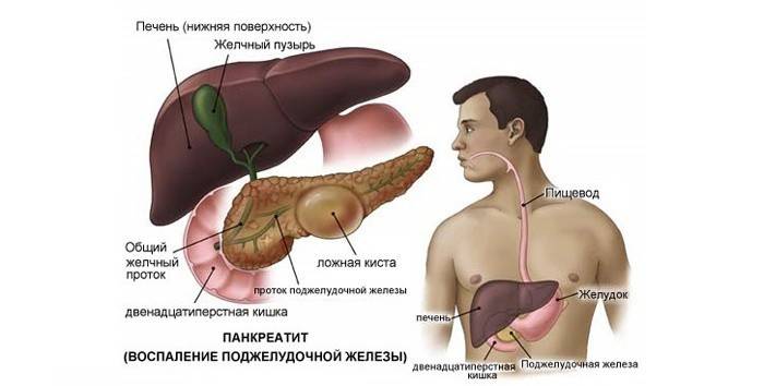 La estructura del tracto gastrointestinal humano.