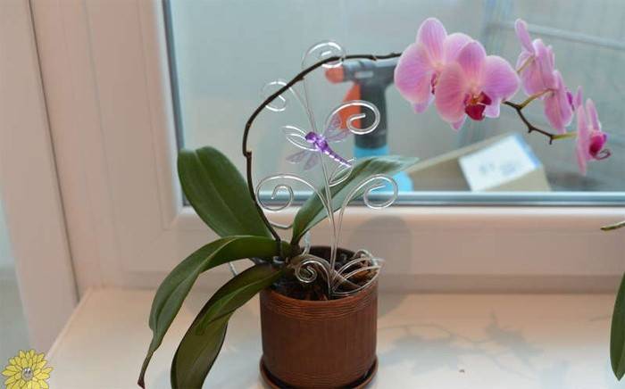 Kwitnąca orchidea Phalaenopsis