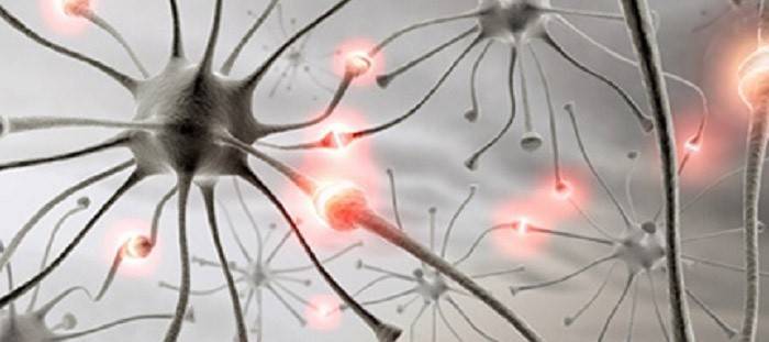 Interakcia neurónov a synapsií: hormóny