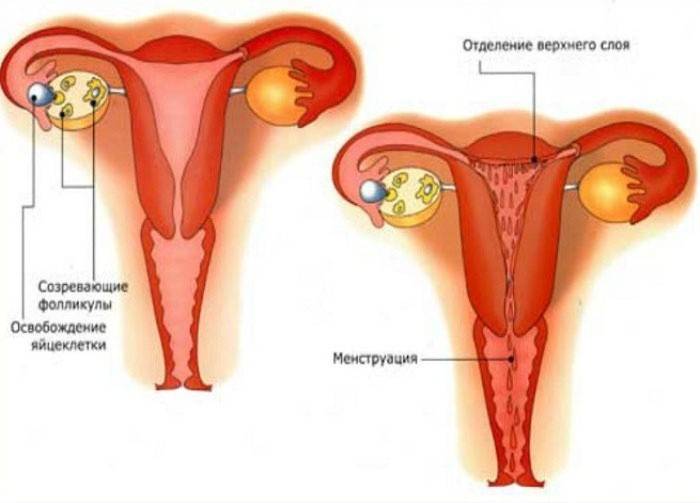 Fase menstrual
