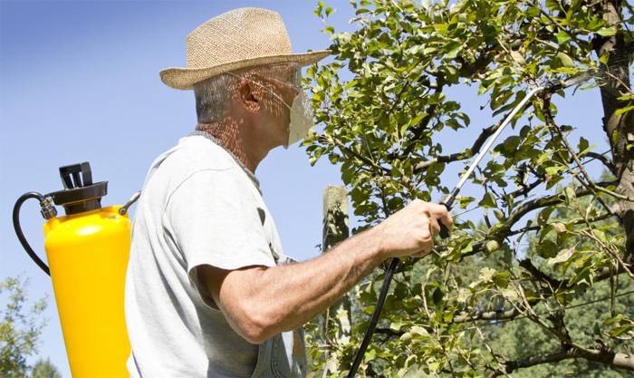 Un hombre procesa un árbol.