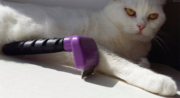 Gato con cepillo para el pelo