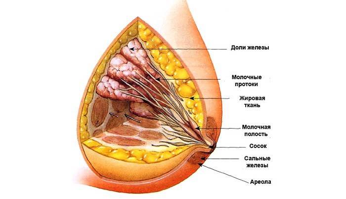Involución fibrosa-grasa de las glándulas mamarias