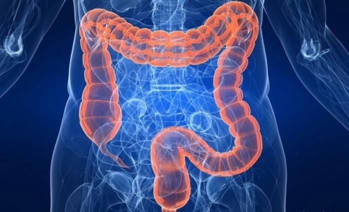 Con el echador, el movimiento intestinal es gradual