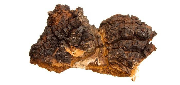 Cogumelo chaga
