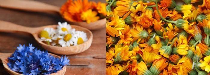 Wywary z nagietka i rumianku oczyszczają jelita