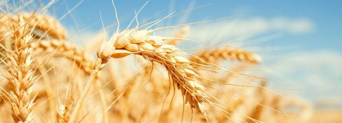 Dieta para limpar o corpo