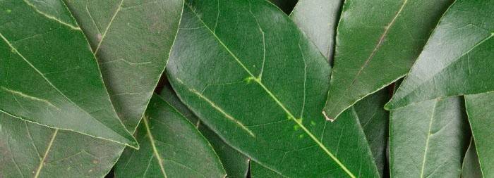 La hoja de laurel es una herramienta efectiva, pero debe tener más cuidado con ella