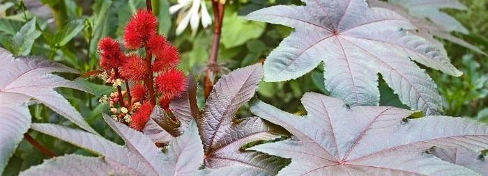 Oczyszczanie jelit za pomocą oleju rycynowego