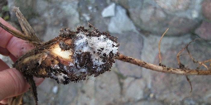 Choroba Fusarium