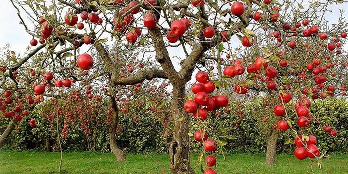 A derrota das frutas e folhas de sarna de maçã