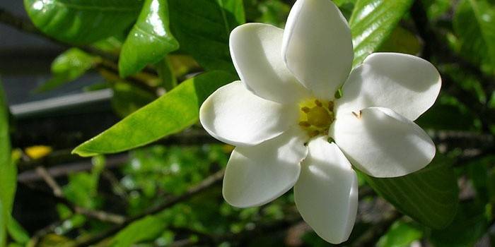 Kwitnąca gardenia