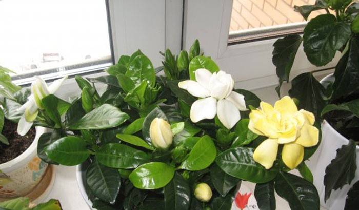 Gardenia na parapecie