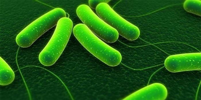 Helicobacter pylori baktéria