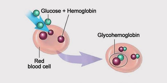O que é hemoglobina glicosilada
