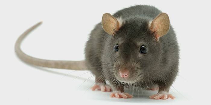 Mouse no apartamento